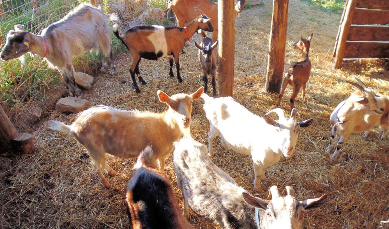 Piazza al Serchio Agriturismo Ristoro Del Cavaliereヴィラ エクステリア 写真